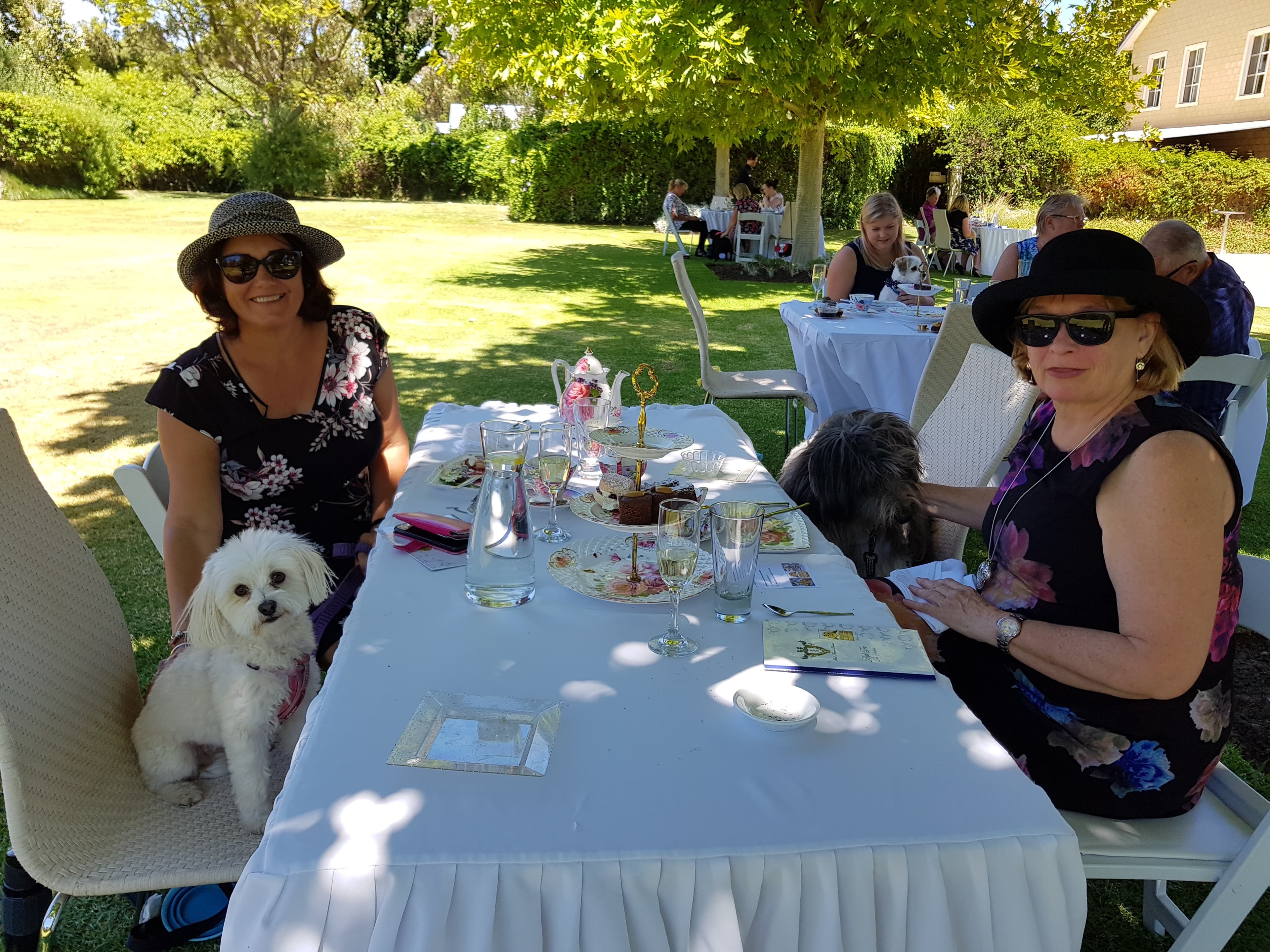Doggie high tea on the grounds
